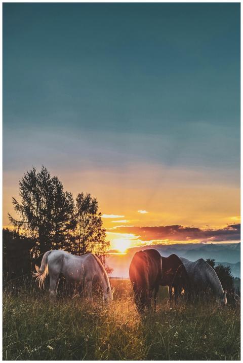 Peaceful scene of horses grazing in a field at sun