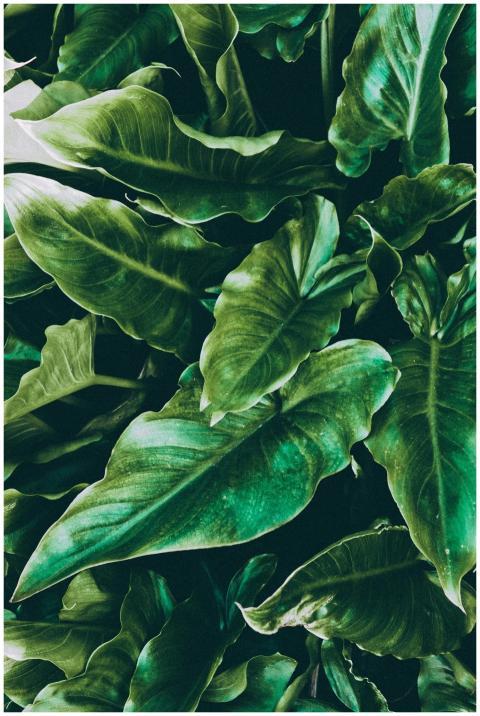 Close-up of lush green tropical leaves, offering a