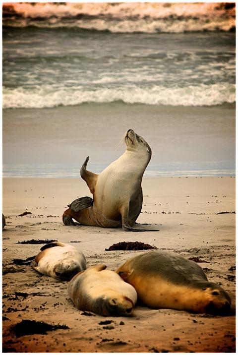 A group of sea lions relaxing on the sandy beach w