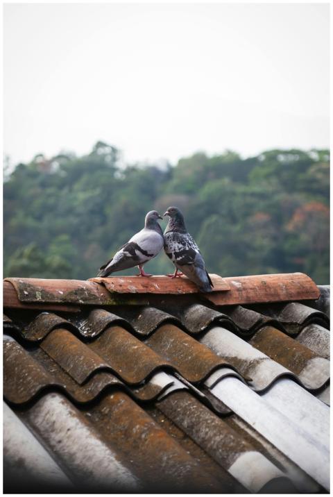 Serene scene of two pigeons perched on a rooftop w