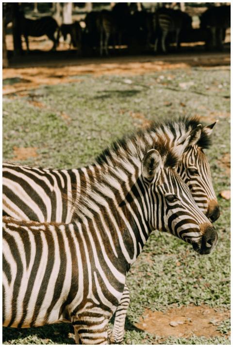 Two zebras with striking stripes standing close to