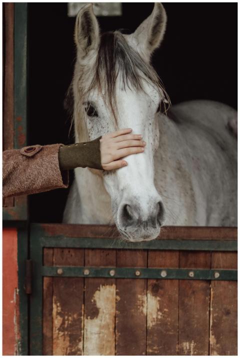 A person gently pats a white horse's head in a rus