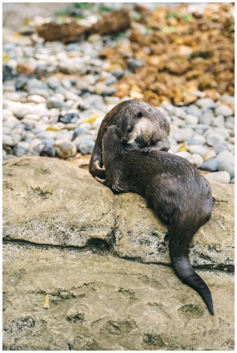 Two otters resting on a stone surface in a natural