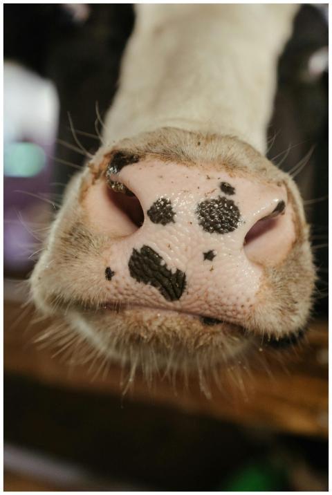 Close-up photo of a cow's nose highlighting unique