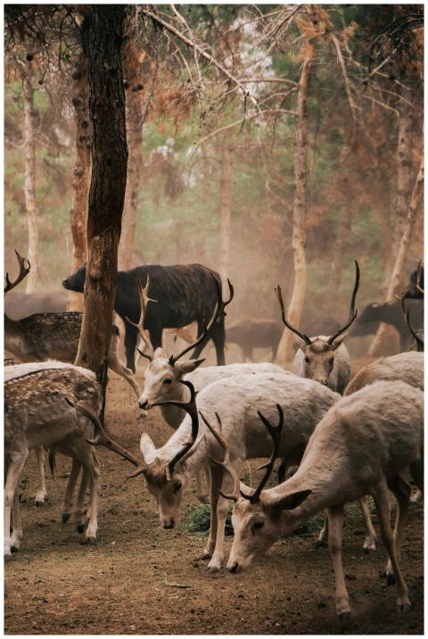 A serene group of deer grazing in a misty forest,
