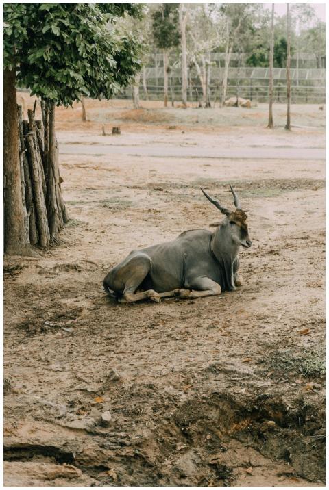 A common eland lying peacefully on dry ground unde