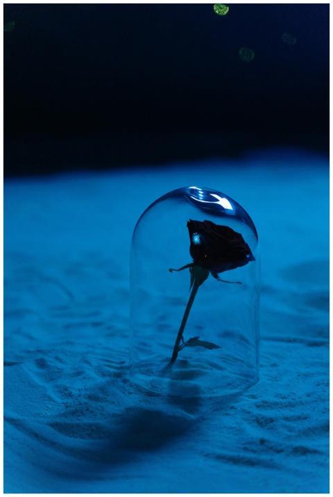A single red rose encased in glass against a mysti