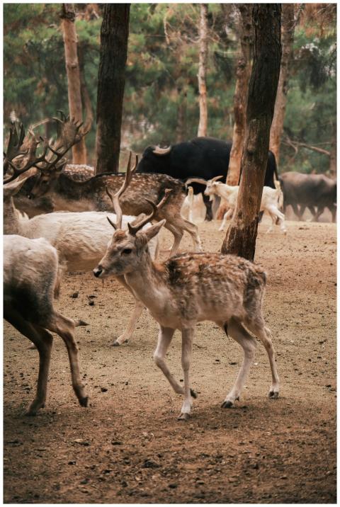 A herd of deer roaming in a forest clearing create