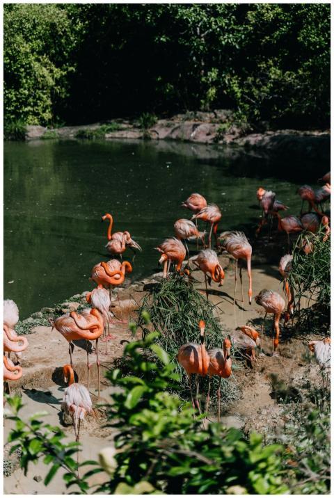 A group of flamingos wading in a serene pond surro