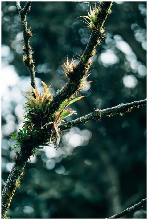 Close-up of a branch with vibrant epiphytes in a d