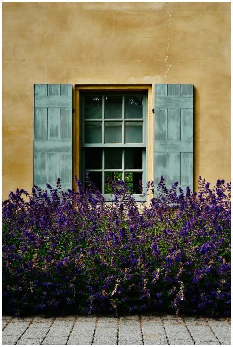 An enchanting window with vibrant lavender flowers