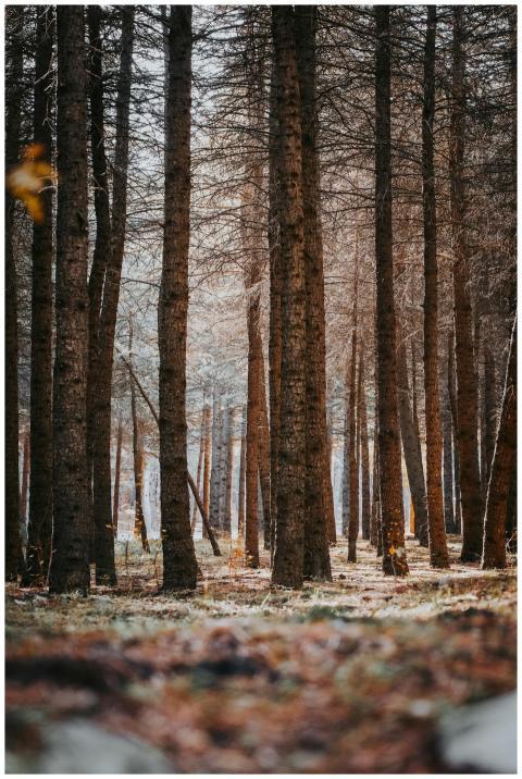 Serene Winter Forest Tall