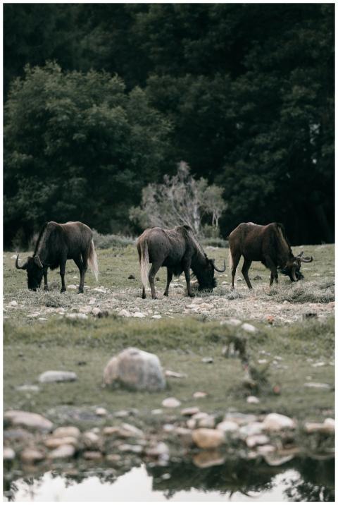 A serene view of wildebeest grazing on a grassland
