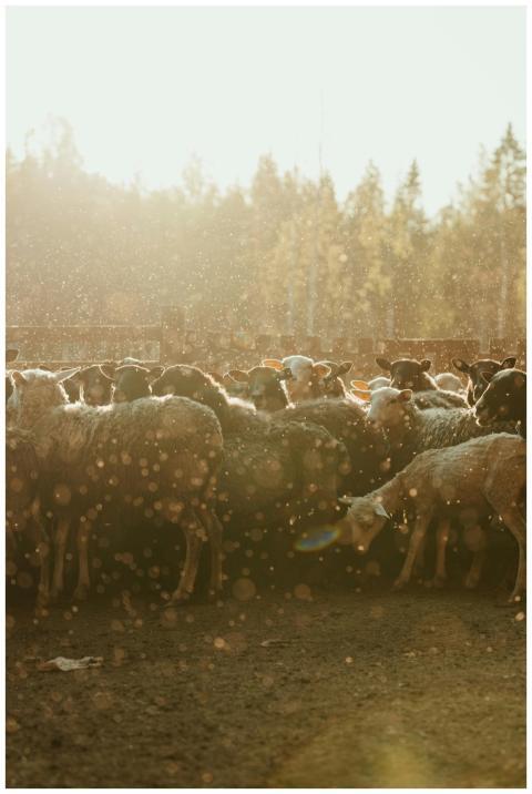 A picturesque herd of sheep grazing in a sunlit fa