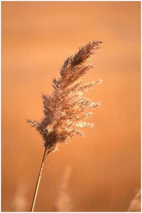 Close-up of a reed in Virginia Beach marsh at suns