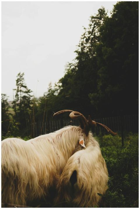 A pair of goats in Czorsztyn's lush rural landscap