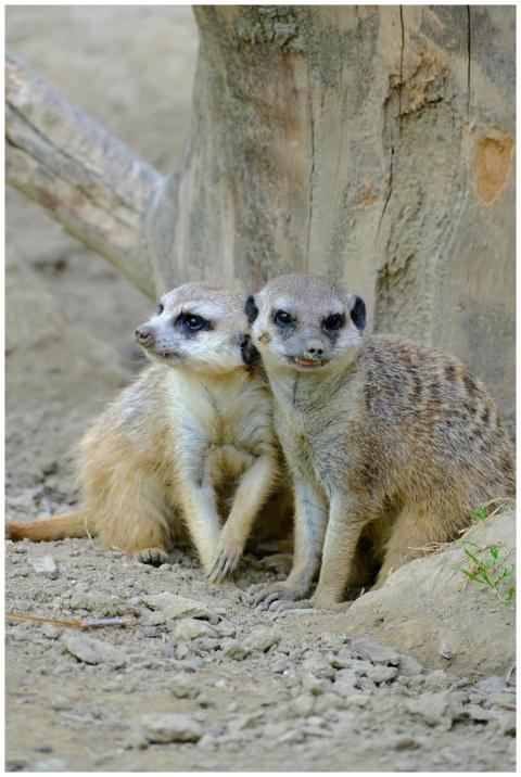 Close-up of two meerkats sitting by a tree in a na