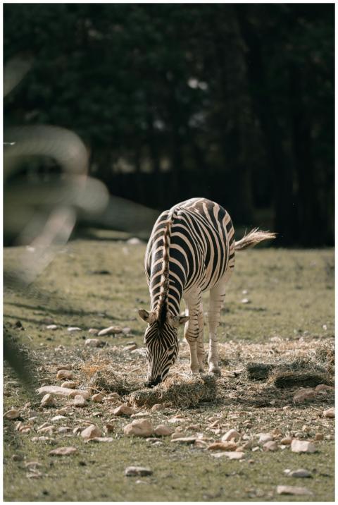 A solitary zebra grazing peacefully on the grassla