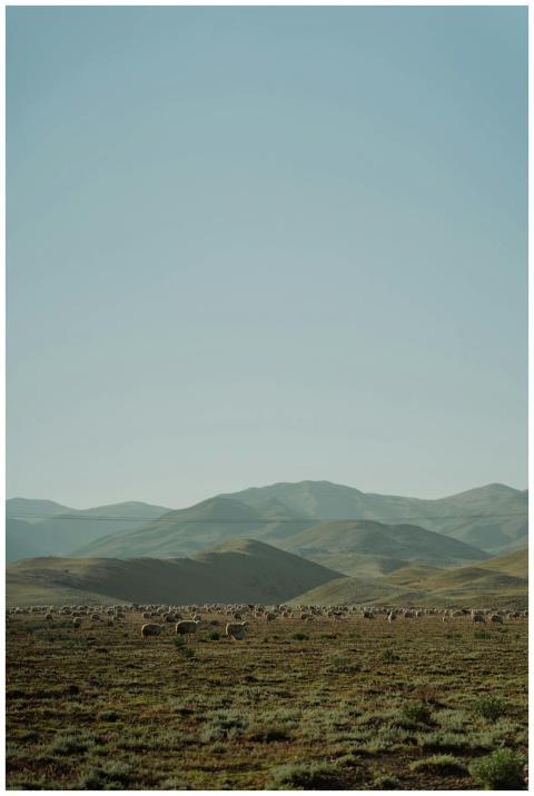 A herd of sheep peacefully grazing in a vast mount