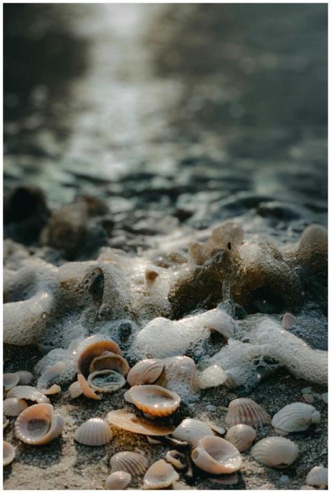 Seashells Beach Ocean Foam