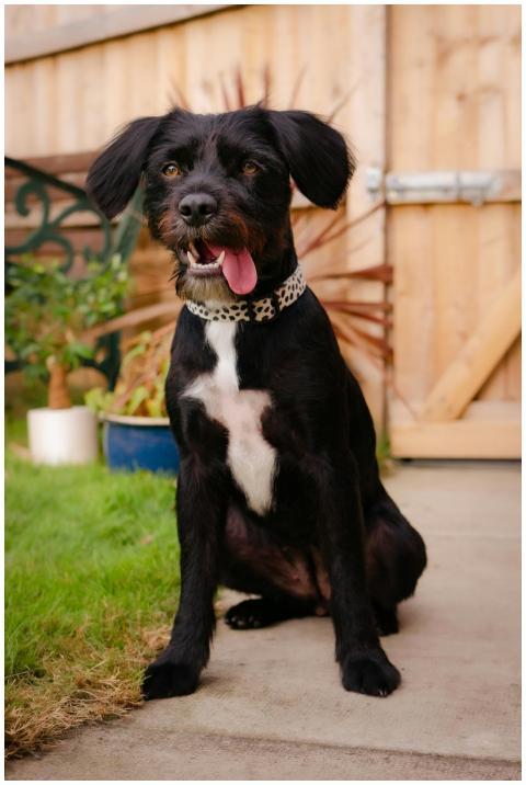 Adorable black dog with spotted collar sitting out