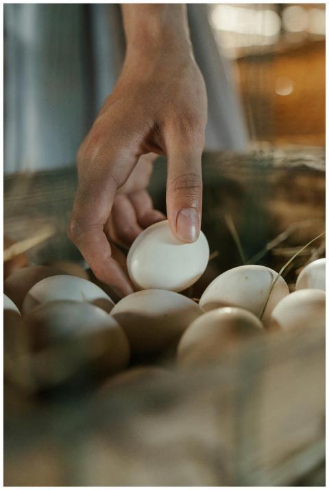 Close-up of a hand picking eggs from a straw nest