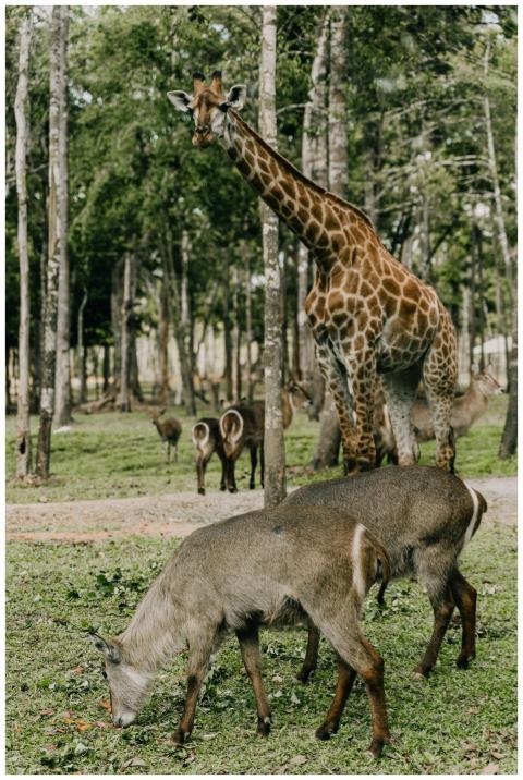 Majestic giraffe alongside grazing deers in a sere
