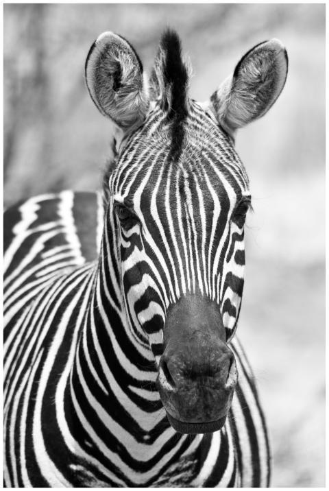 Monochrome close-up of a zebra showcasing intricat