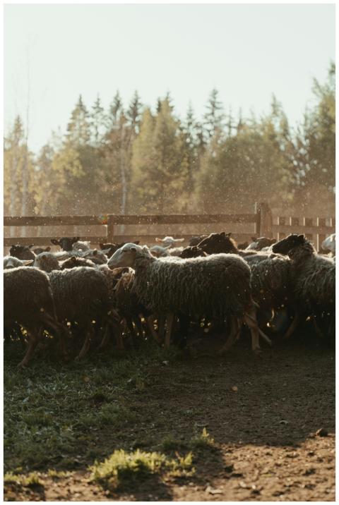 A serene scene of a flock of sheep grazing in a su