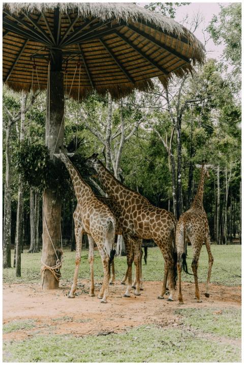 Three giraffes feeding under a thatched roof surro
