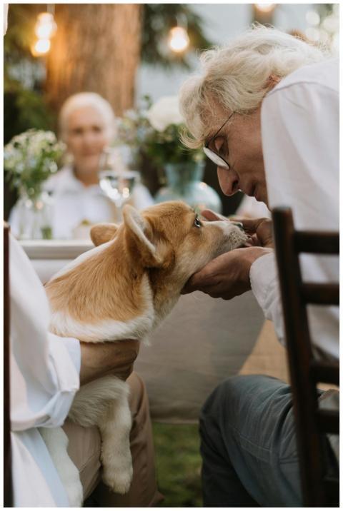 An elderly man affectionately feeding a Welsh Corg