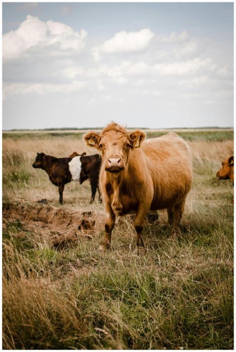A serene scene of cows roaming in a Danish country