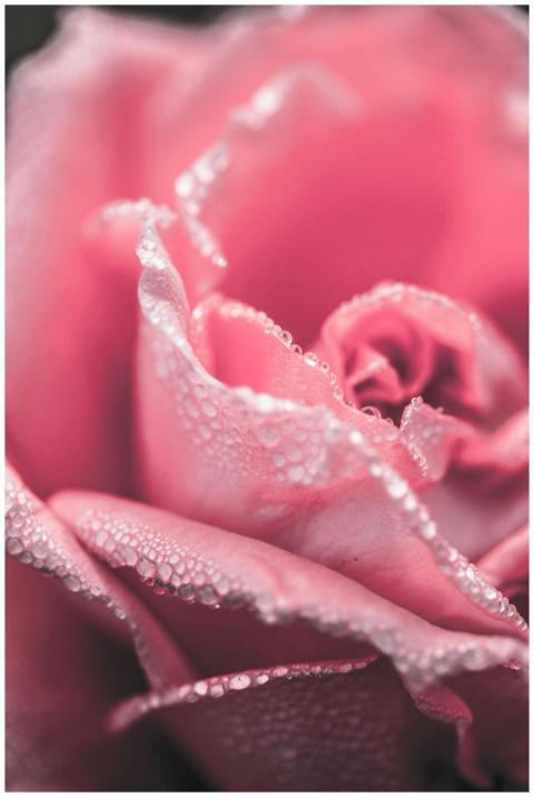 A delicate pink rose with morning dew captured in