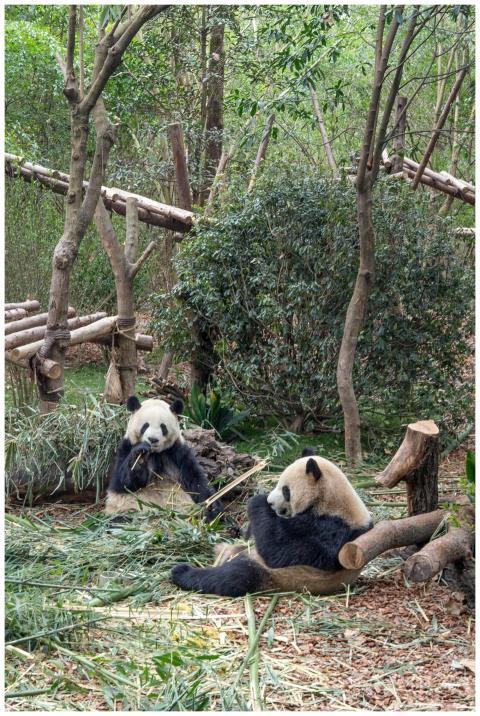 Two giant pandas in a bamboo forest, showcasing th