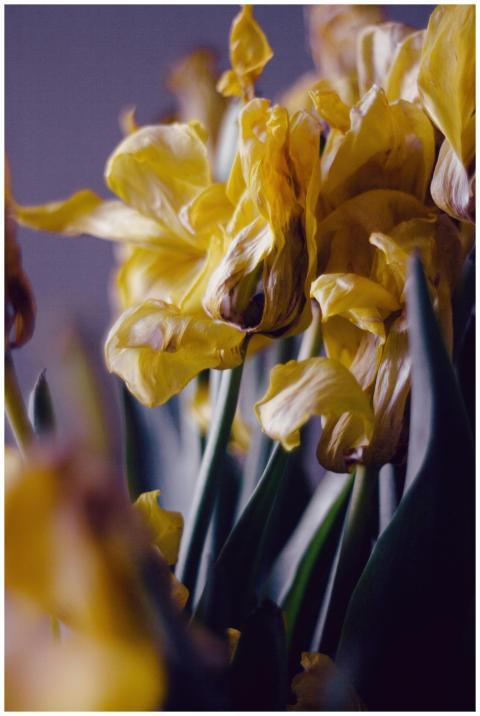A detailed shot of beautifully dried yellow tulips