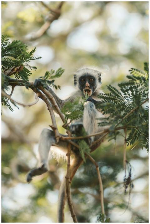 A Red Colobus Monkey feeding in a tree, showcasing