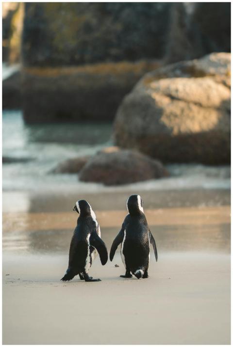 Two African penguins strolling on a sandy beach wi