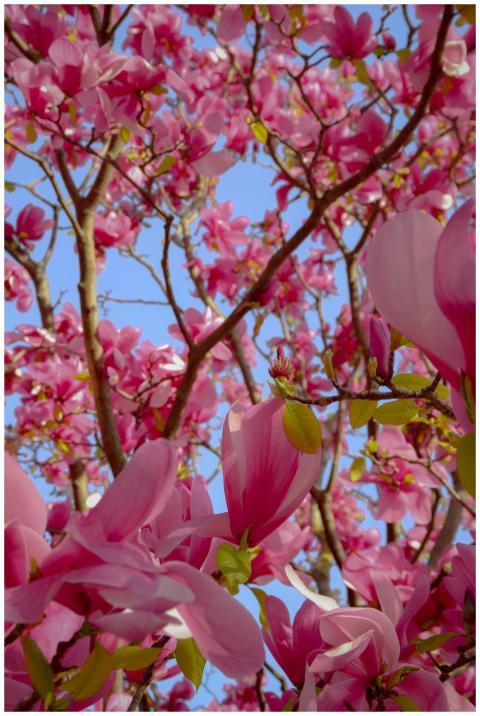 Bright pink magnolias in full bloom against a clea