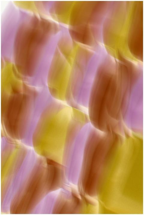 Vibrant abstract art featuring fluid shapes in yel