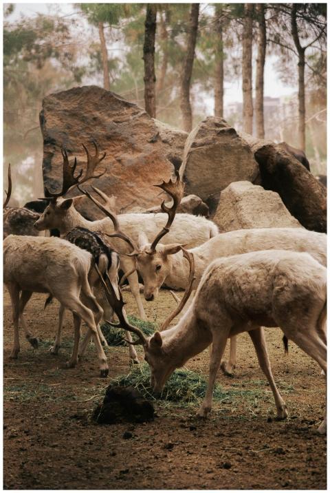 A herd of deer with antlers grazing in a serene wo