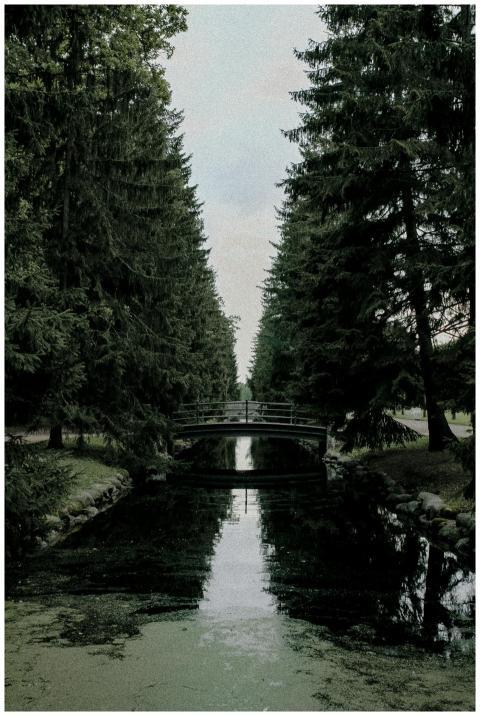 A serene view of a bridge and lush greenery reflec