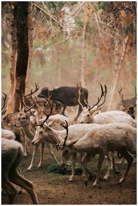 A tranquil scene of a deer herd in a misty, wooded