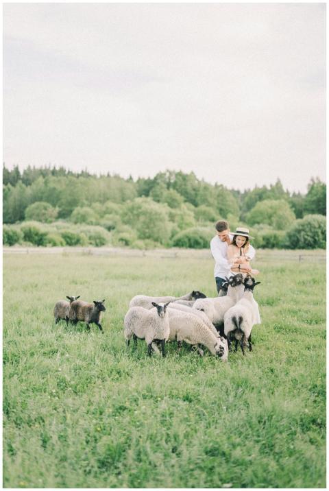 A couple embraces joyfully among sheep in a lush,