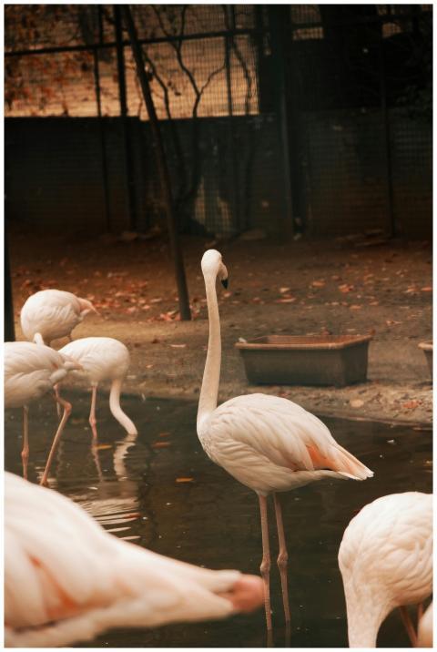 A group of elegant flamingos wading in a calm wate