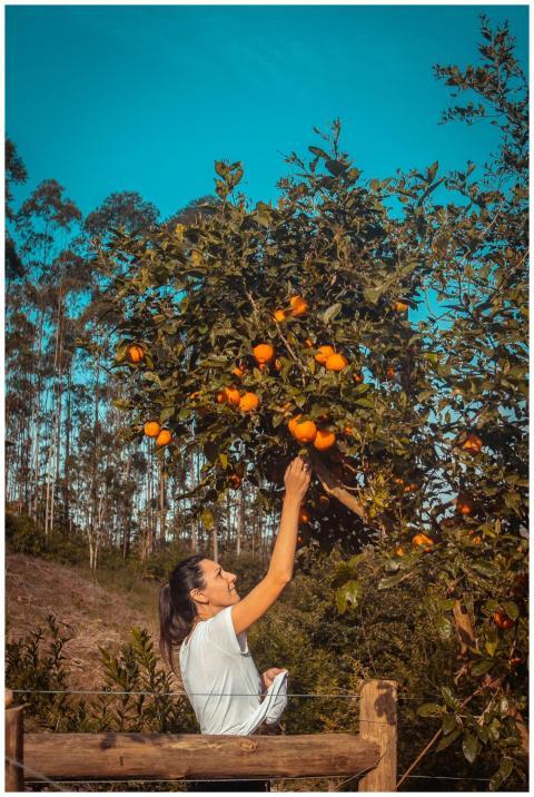 A woman reaching to pick oranges from a tree on a