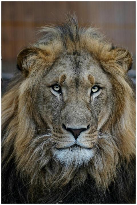 Close-up portrait of a majestic lion, showcasing i