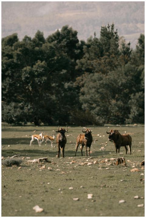 A serene image of a wildebeest herd grazing in a g