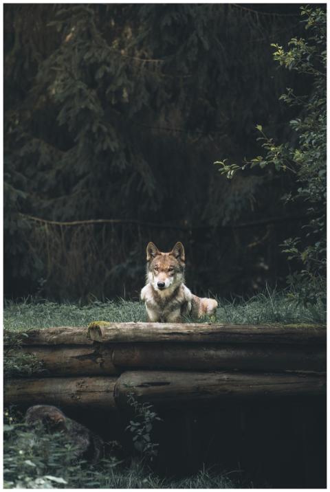 A captivating image of a wolf lying quietly in a l