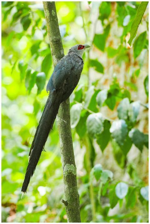 Green-Billed Malkoha bird resting on a tree branch
