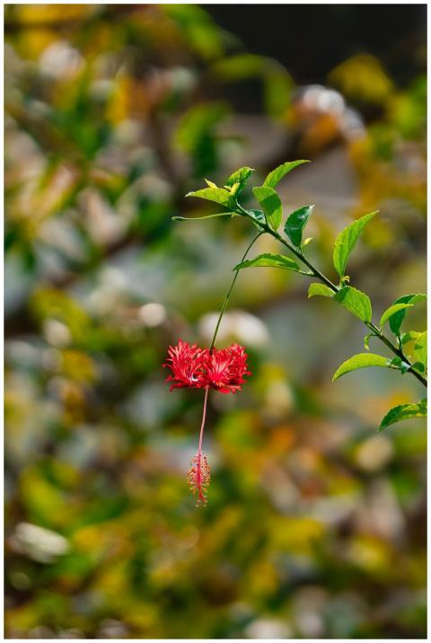 Vibrant Red Hibiscus Flower